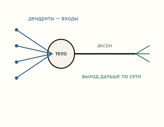 Схема биологического нейрона: дендриты-входы, тело клетки, аксон-выход, синапсы