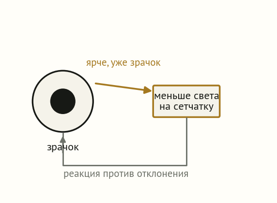 Схема зрачкового рефлекса: свет на сетчатку, сигнал в мозг, сужение зрачка, меньше света — контур обратной связи