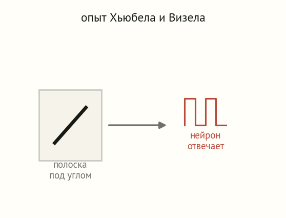 Схема опыта: слева квадрат поля зрения с наклонной полоской-стимулом, стрелка ведёт к всплескам разрядов нейрона справа, подпись нейрон отвечает